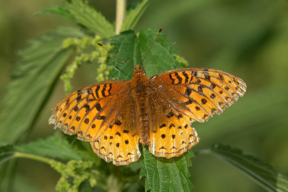 Great Spangled Fritillary